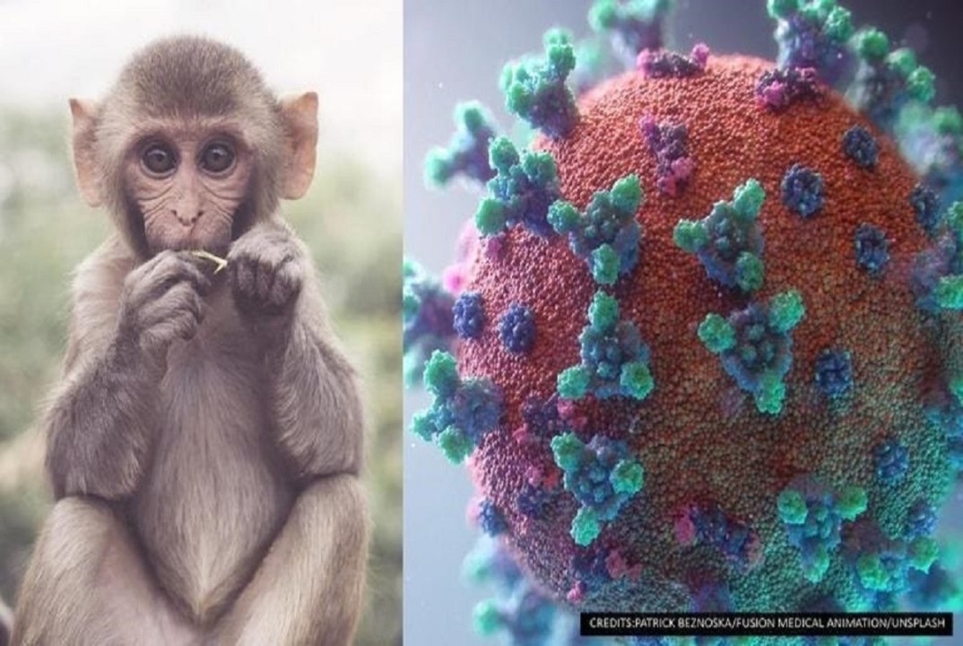 باید و نبایدهای آبله میمون | آیا واکسن بر آبله میمون تأثیر دارد؟